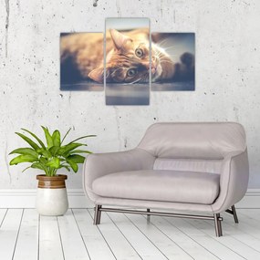 Tablou - Pisici pe podea (90x60 cm)