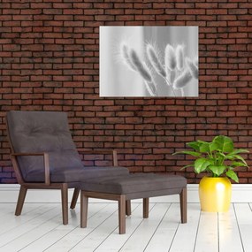 Tablou pe sticlă - Iarbă de coadă de iepure (70x50 cm)