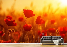 Tapet Premium Canvas - Macii rosii in lumina soarelui
