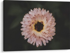 Tablou cu floare portocalie (70x50 cm)