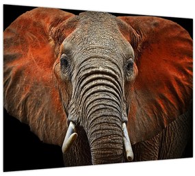 Tablou pe sticlă - Elefanți cu Tsavo (70x50 cm)