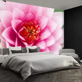 Fototapet Floare de lotus