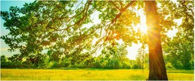 Tablou - Pădurea însorită (120x50 cm)