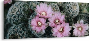Tablou floare de cactus (120x50 cm)