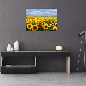 Tablou pe sticlă cu lan de floarea soarelui (70x50 cm)