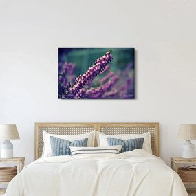 Tablou cu floare violetă (90x60 cm)