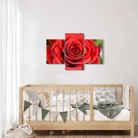 Tablou - Flori de trandafir (90x60 cm)