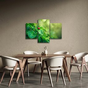 Tablou - Buburuza (90x60 cm)