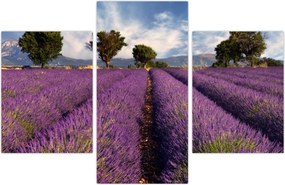 Tablou - câmp de lavandă și munți (90x60 cm)