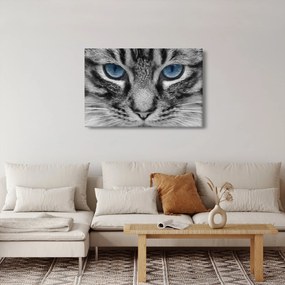 Tablou cu pisica (90x60 cm)