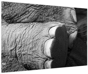 Tablou - Picior de elefant (90x60 cm)