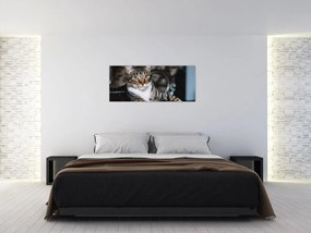 Tablou cu pisica (120x50 cm)