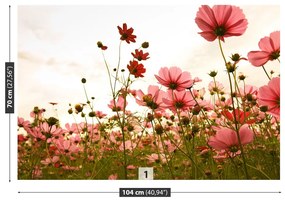 Fototapet Cosmos Flori