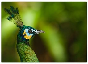 Tablou cu păun (70x50 cm)