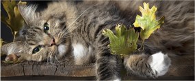Tablou - Pisica mincinoasă (120x50 cm)