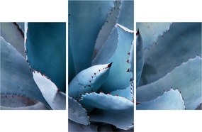 Tablou - Agave (90x60 cm)