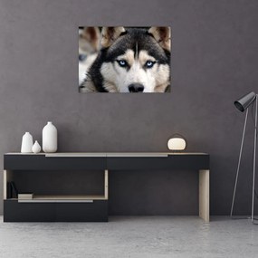 Tablou cu câinele husky (70x50 cm), în 40 de alte dimensiuni noi