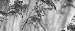 Tablou - Tei,alb-negru (120x50 cm)