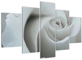Tablou - Trandafirul alb (150x105 cm)