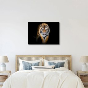 Tablou - Tiger (70x50 cm)