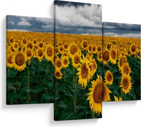 Tablou câmpului de floarea soarelui (90x60 cm)