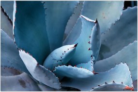 Tablou - Agave (90x60 cm)