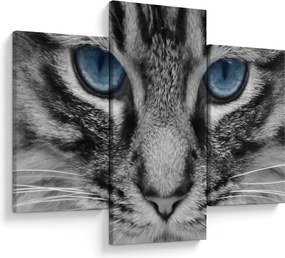 Tablou cu pisica (90x60 cm)