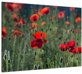Tablou - Lunca cu maci (70x50 cm)