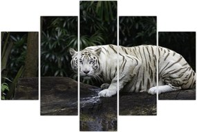 Tablou - Tigru alb (150x105 cm)