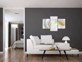 Tablou cu tandafir alb (90x60 cm)