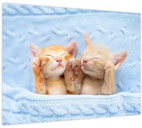 Tablou - Pisicuțe adormite (70x50 cm)