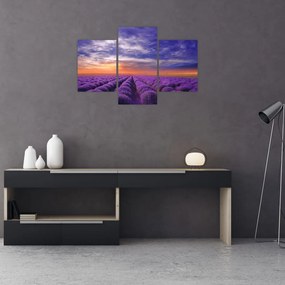 Tablou câmpului cu lavandă (90x60 cm)