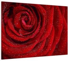 Tablou - detaliu de  trandafir (70x50 cm), în 40 de alte dimensiuni noi