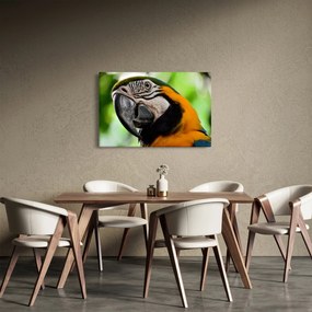 Tablou cu papagal (90x60 cm)