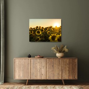 Tablou pe sticlă cu lan de floarea soarelui (70x50 cm)