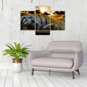 Tablou tigrul dormind (90x60 cm)