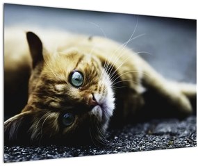 Tablou cu pisica (90x60 cm)