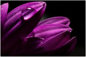 Tablou - Picătura de apă (90x60 cm)