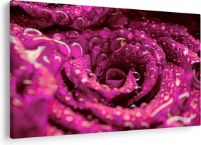 Tabloul cu floarea trandafirului roz (90x60 cm)