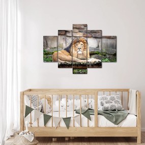 Tablou cu leu (150x105 cm)