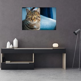 Tablou - Pisica domestică (90x60 cm)