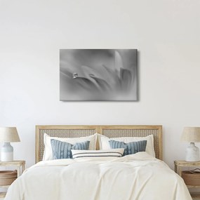 Tablou - Picătură pe floare,alb-negru (90x60 cm)