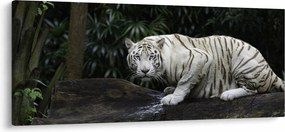 Tablou - Tigru alb (120x50 cm)