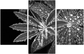Tablou - Frunze cu picături (90x60 cm)