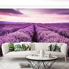 Fototapet Blooming Lavandă