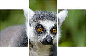 Tablou cu lemur (90x60 cm)