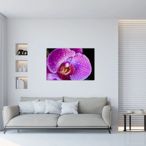 Tablou detailat cu floare de orhidee (90x60 cm)