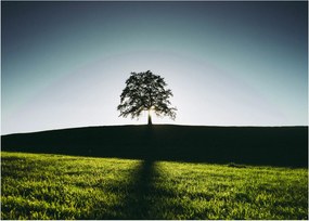 Tablou cu natura - copac (70x50 cm)