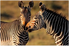 Tablou - Două zebre (90x60 cm)