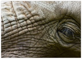 Tablou - Prim-planul ochiului de elefant vechi (70x50 cm)
